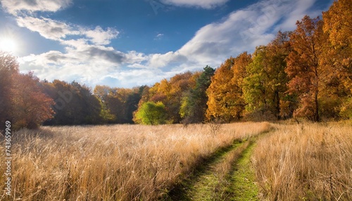 dry autumn meadow in forest