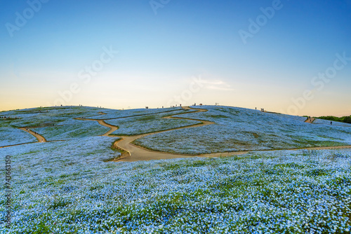 Beautiful kochias hill in the spring season at Hitachi seaside park, Japan photo