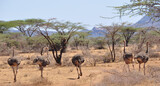 Straussenparade im Shaba & Samburu Nationalpark. Oostrich-parade; Shaba, Samburu National Park; Animals; Birds; Vögel; Wildtiere