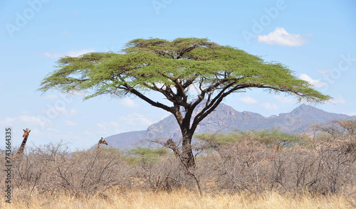 Girafs / Giraffen Shaba & Samburu Nationalpark photo