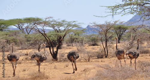 Straussenparade im Shaba   Samburu Nationalpark. Oostrich-parade  Shaba  Samburu National Park  Animals  Birds  V  gel  Wildtiere