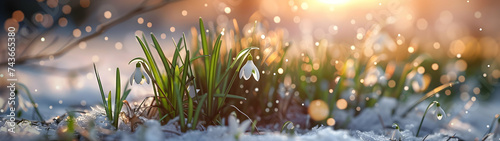 Colorful snowdrop flowers and grass growing from the melting snow and sunshine in the background. Concept of spring coming and winter leaving. Horizontal, banner.