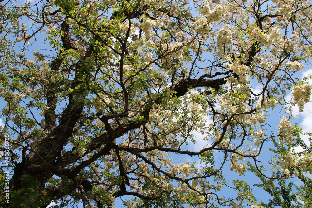 blooming tree in a park in apremont-sur-allier in france blooming tree in a park in apremont-sur-allier in france