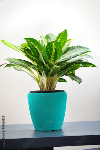 A Potted Plant on Table, Copy Space
