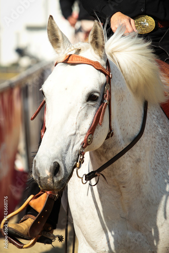 Horse, western horse close-up in the sunshine, discipline Plesure.