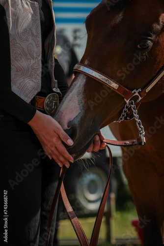 Horse, western horse close-up in the sunshine, discipline Plesure.