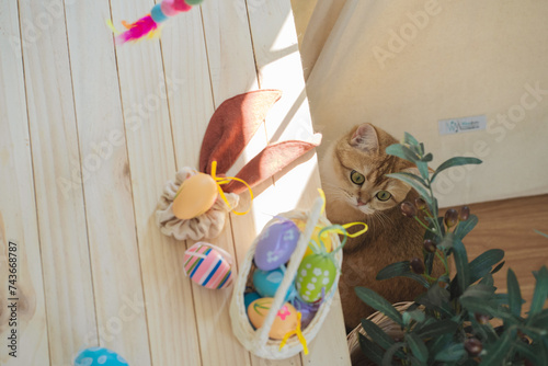 easter holiday concept with british cat play colorful egg put in basket and put on table