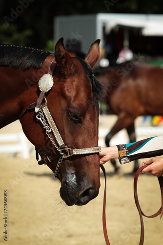 Horse, western horse close-up in the sunshine, discipline Plesure.