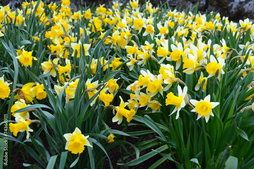 Fototapeta Naklejka Na Ścianę i Meble -  Yellow daffodils blooming in a garden in Scotland, UK