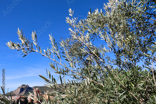Ancient olive trees in Sierra de Mariola, Alicante photo