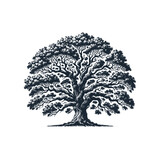 The Old Oak tree. Black white vector illustration.