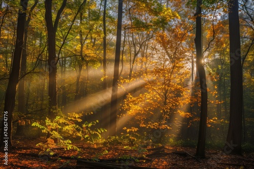 Enchanted Sunbeams: A Picturesque Autumn Forest Bathed in the Glow of Sun Rays