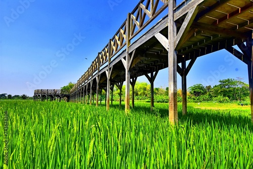 The Cengklik Reservoir wooden bridge over beautiful rice fields is now a popular tourist destination in Boyolali Regency, Central Java, Indonesia photo