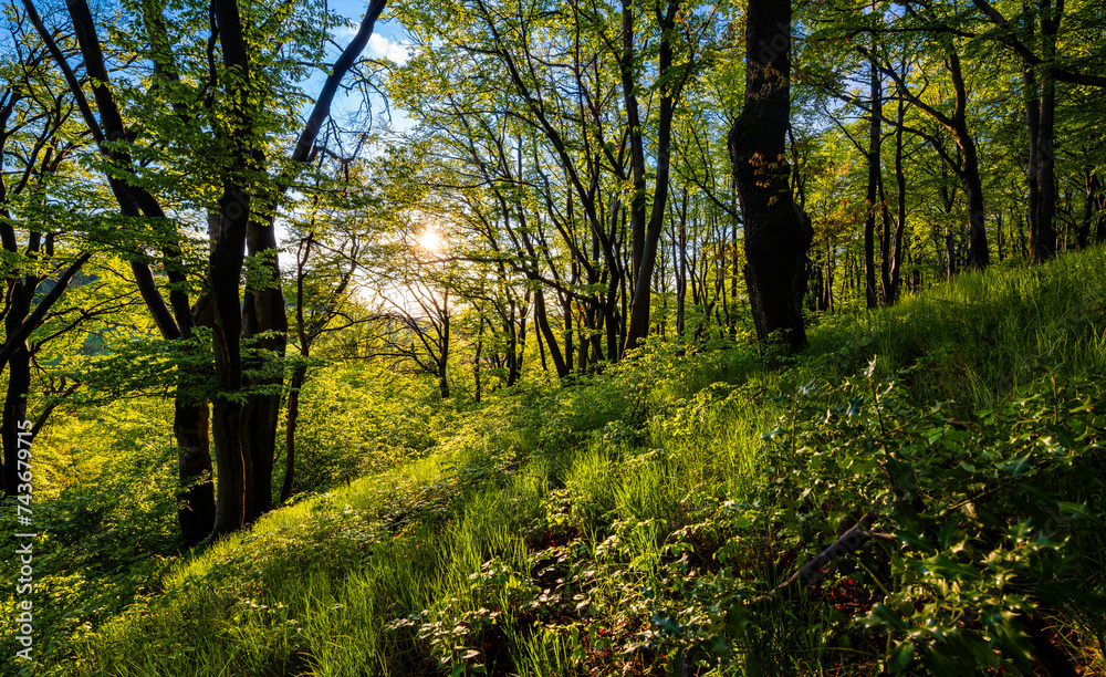 Vibrant springtime panorama in a beech forest in Iserlohn Germany on a bright May evening. Sun shining through fresh green foliage on the ground of the wood. Idyllic atmosphere in Sauerland scenery Vibrant springtime panorama in a beech forest in Iserlohn Germany on a bright May evening. Sun shining through fresh green foliage on the ground of the wood. Idyllic atmosphere in Sauerland scenery