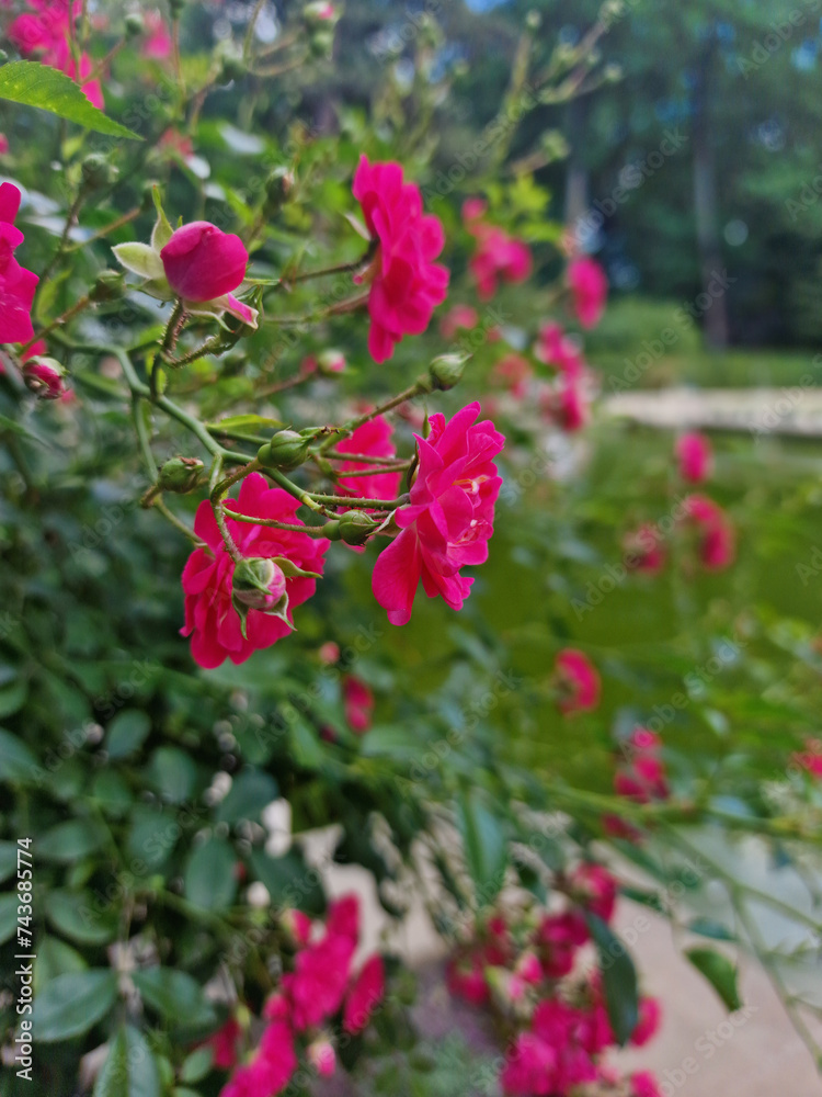 Rose Garden Reverie. Pink Blooms in Full Blossom