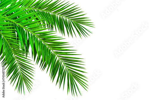 Realistic palm leaf isolated on white background. Evergreen tropical plants. decoration element for summer season