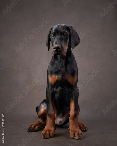 A young Doberman Pinscher dog sits attentively, its sleek black and tan coat gleaming