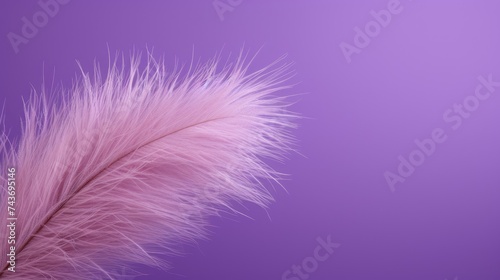 A reed on a purple background.Fluffy pampas grass. Background of reed panicles.Abstract texture. A place for the text. © Cherkasova Alie