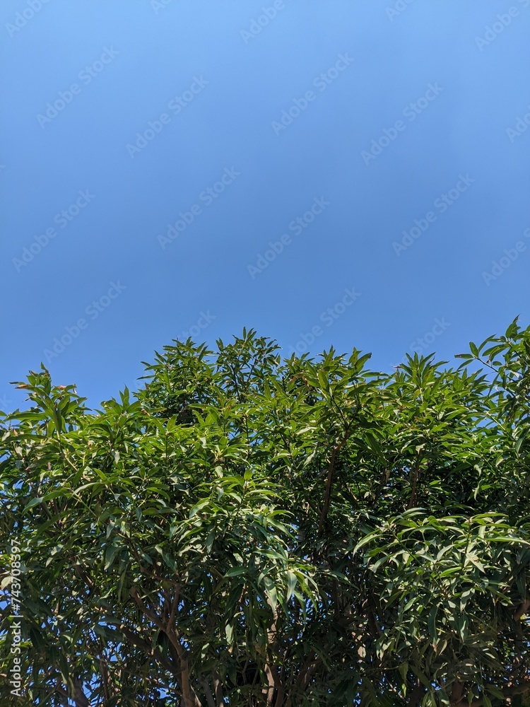 leaves against blue sky leaves against blue sky