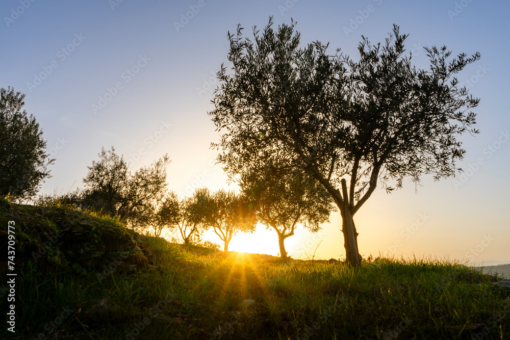 Olive trees at sunset on the mountain. n Douro valley near Pinhao village, heritage of humanit - obrazy, fototapety, plakaty 