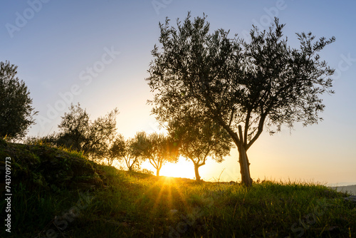 Olive trees at sunset on the mountain. n Douro valley near Pinhao village, heritage of humanit photo