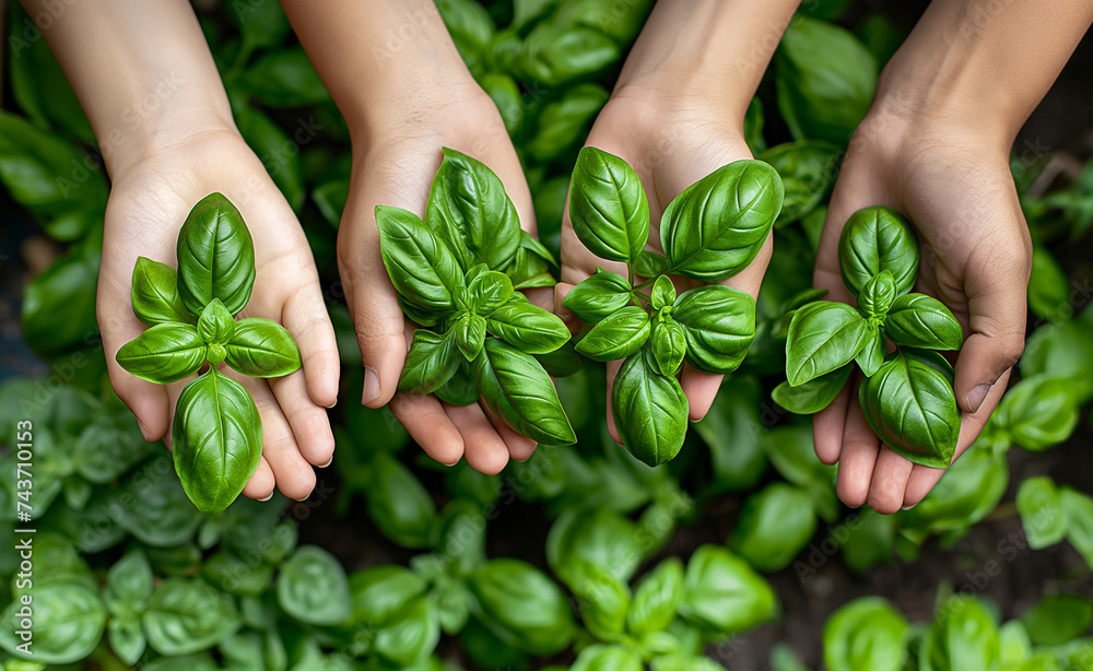 Hands Tending to Basil Plant in Garden Hands Tending to Basil Plant in Garden