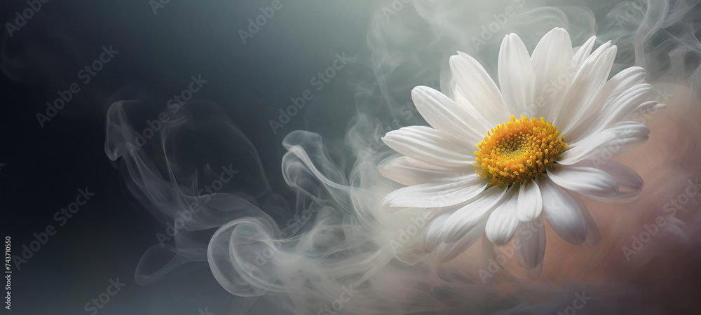 Makro kwiat,  wiosenna stokrotka. Abstrakcje kwiatowe z dymem, puste miejsce - obrazy, fototapety, plakaty 