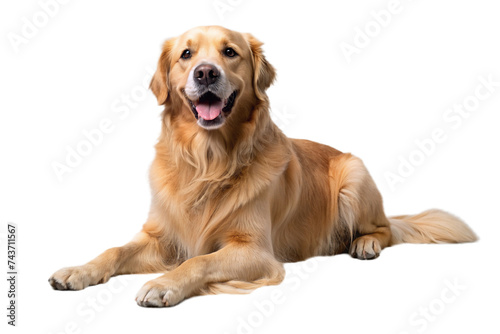 Golden Retriever dog on a transparent background
