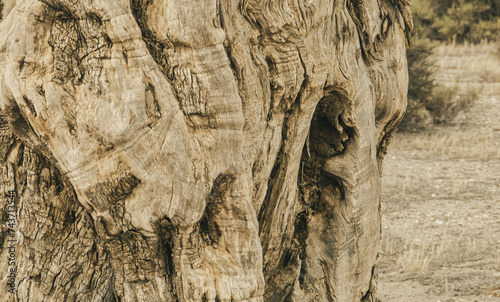 Primer plano de la corteza del tronco de un viejo olivo en España. Imagen en sepia de la superficie rugosa de un árbol centenario.