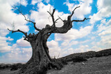 Silueta del tronco de un viejo olivo muerto en España. Imagen en blanco, negro de la silueta del en un fondo compuesto del cielo azul con nubes blancas.