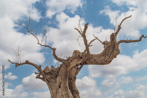 Silueta del tronco de un viejo olivo muerto en España. Imagen de la silueta del árbol con un fondo compuesto del cielo azul con nubes blancas.