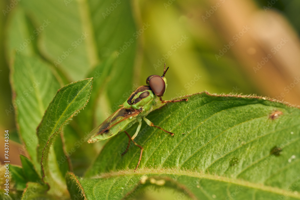 Fototapeta premium Green soldier fly perched on a leaf Hedriodiscus Pulcher