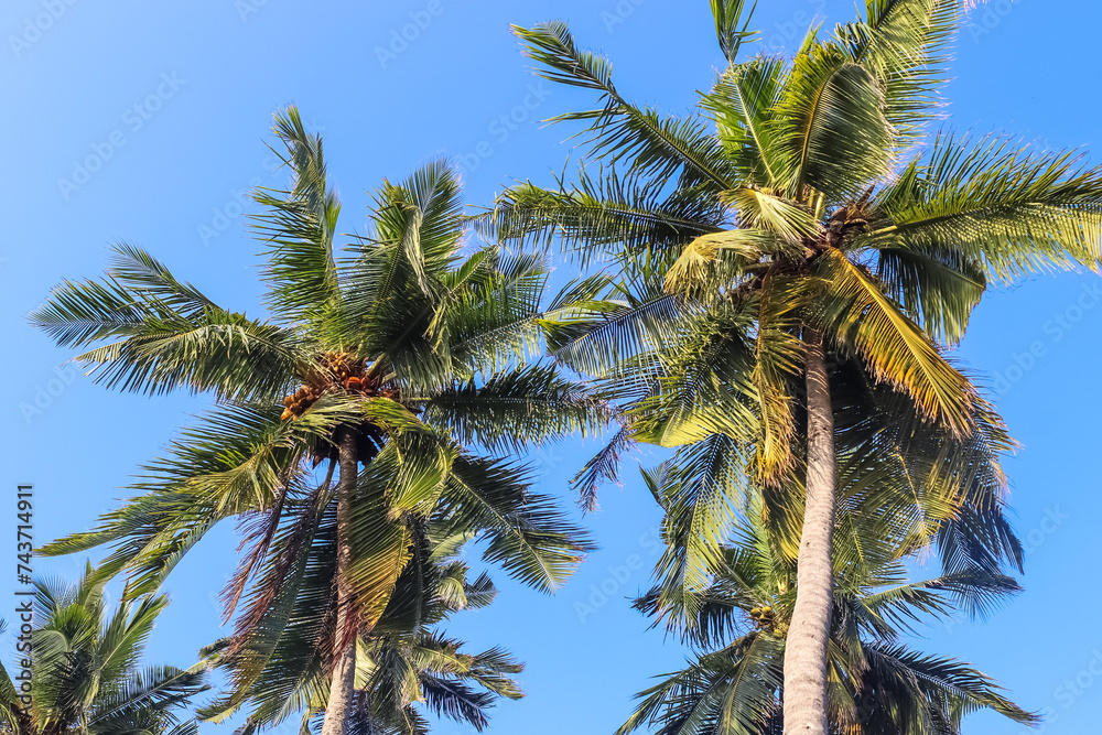 Tropical palm trees in the sunlight in the Maldives. Tropical palm trees in the sunlight in the Maldives.