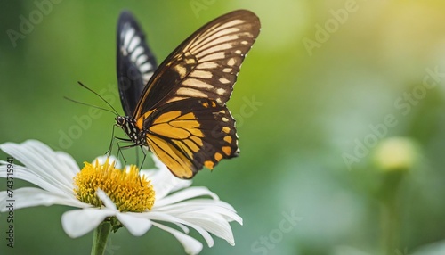 golden birdwing butterfly flying and feeding on white flower with green nature blurred background and copy space using as background insect natural landscape ecology fresh cover page concept