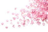 Scattered Pink Rose Petals on White Background