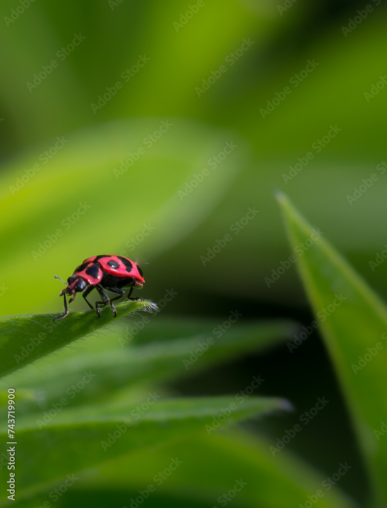Fototapeta premium Bright Red Insect