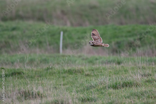 Asio flammeus - Short-eared Owl - Hibou des marais - Hibou brachyote