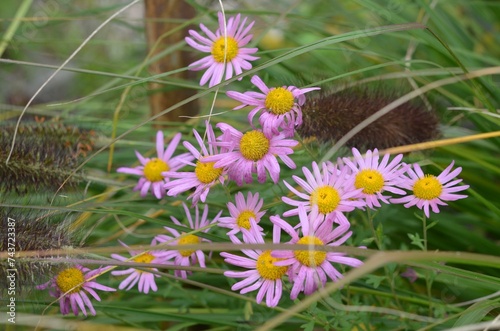 Blooming Chrysanthemum rubellum 'Clara Curtis' photo