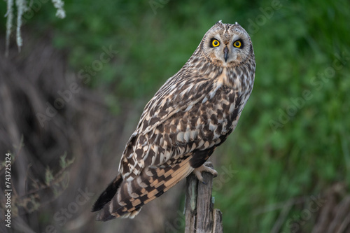 Asio flammeus - Short-eared Owl - Hibou des marais - Hibou brachyote