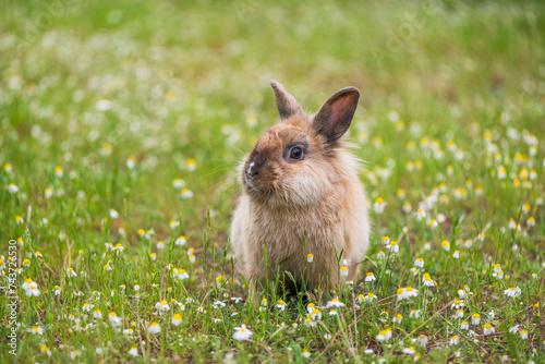 Hase im Gras photo