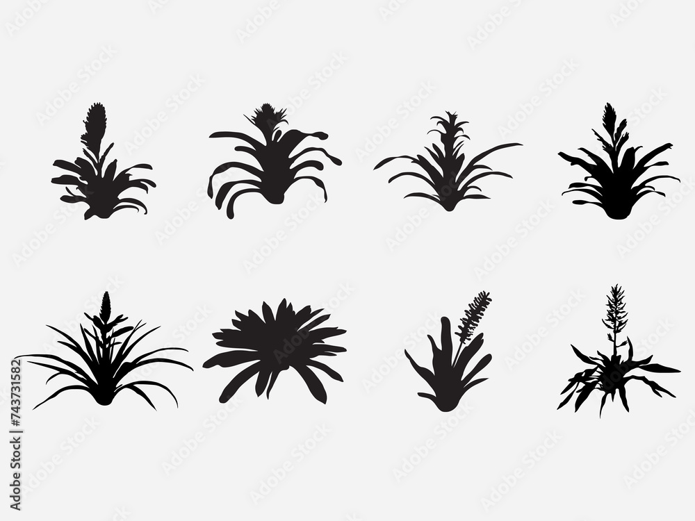 type of bloom bromeliads plant with flower vector silhouette .Vector illustration of bromeliads in black and white