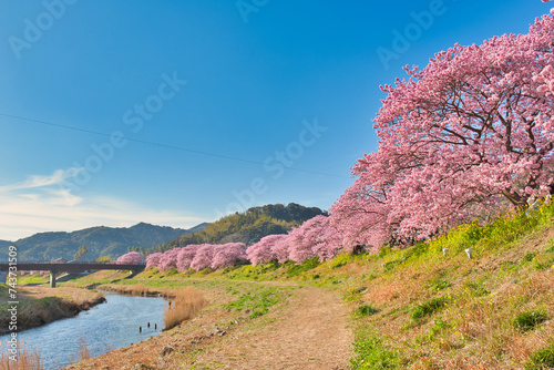Obraz w ramie 南伊豆町の河津桜