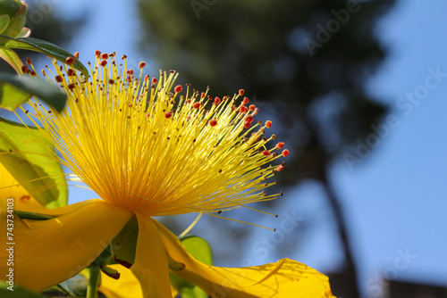 Close up shot of a blooming flower of Hypericum calycinum, also called Rose-of-Sharon, Aaron's beard, great St-John's wort, creeping St. John's wort and Jerusalem star. Blue sky background. photo