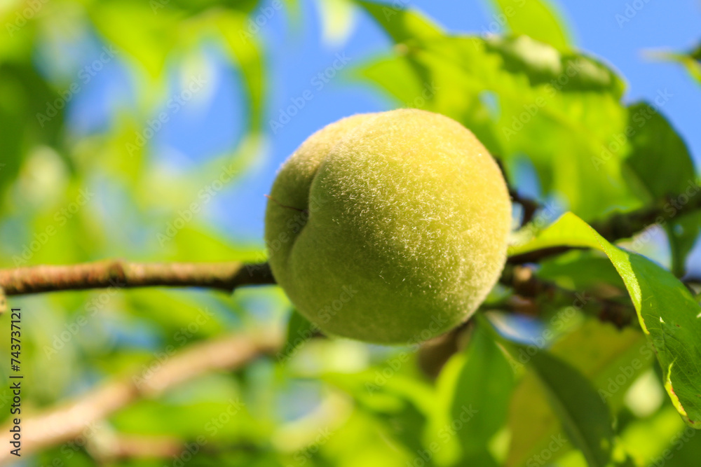 Close-up of a peach, Prunus persica, a deciduous tree first domesticated and cultivated in Zhejiang province of Eastern China. Sainte Marie la Blanche, Burgundy,  France.