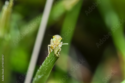 Green leafhopper behind abundant vegetation. Macro photo of insects