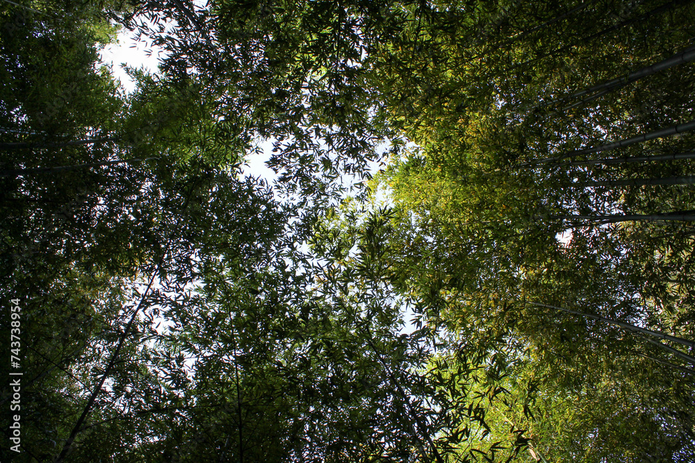 Obraz premium Low angle shot of a wonderful dense forest of high bamboo plants. Almost abstract, sunbeams. Uzes, Uzès, France.