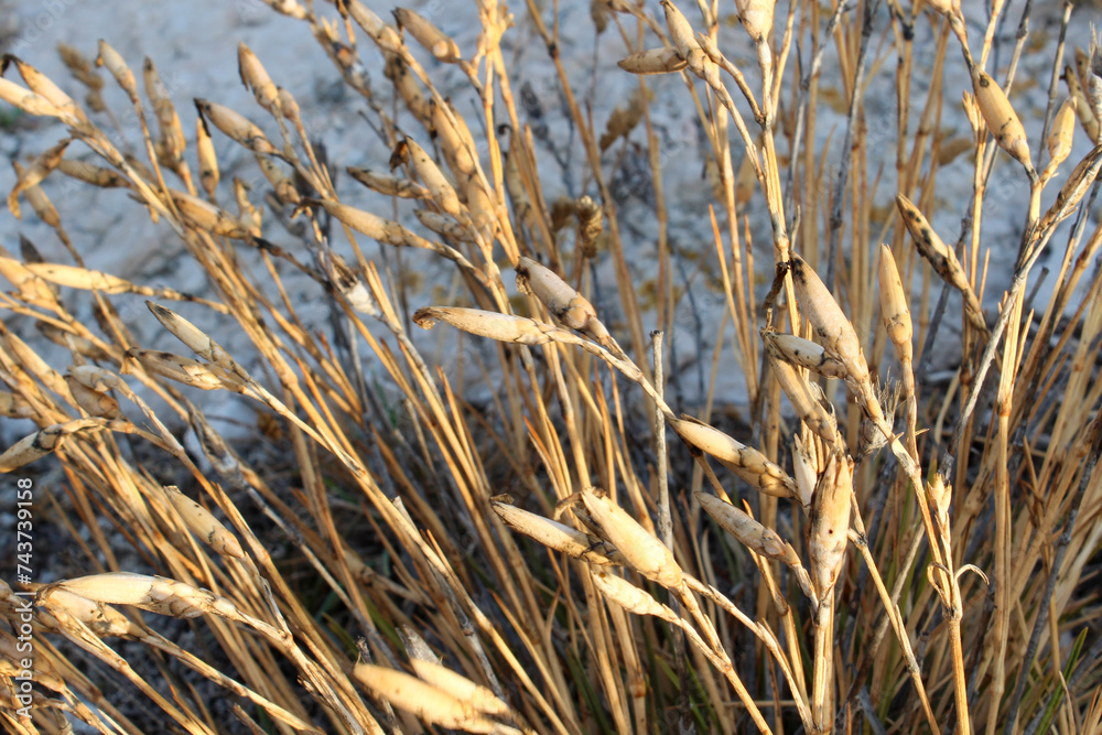 Fototapeta premium Close-up shot of Dianthus sylvestris, the wood pink, a species of Dianthus found in Europe. Mareille, Les Goudes, France.