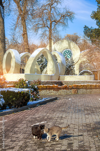 A cute view of two stray cats at Eco Park in Tashkent, Uzbekistan on a sunny winter day.