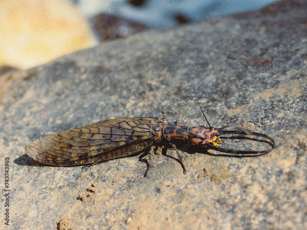 Obraz premium Selective focus, large Corydalus lying on a rock by the river. Insects with formidable patterns and large wings. This amazing insect is located in Thailand.