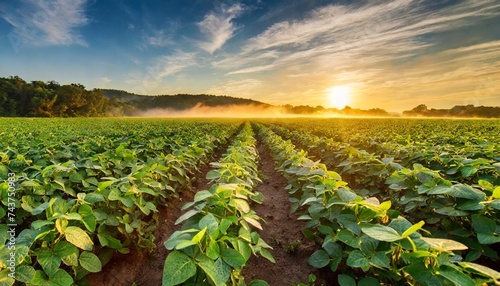 soybean field at sunrise
